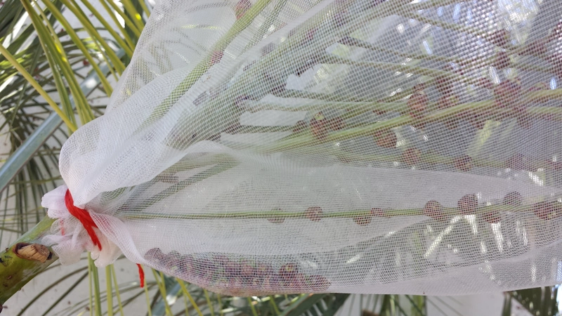 inflorescencia con frutos cuajados y abortados