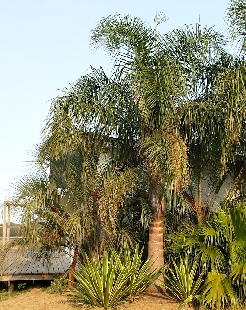 palmeras butia y pindo superiores seleccionadas como padres