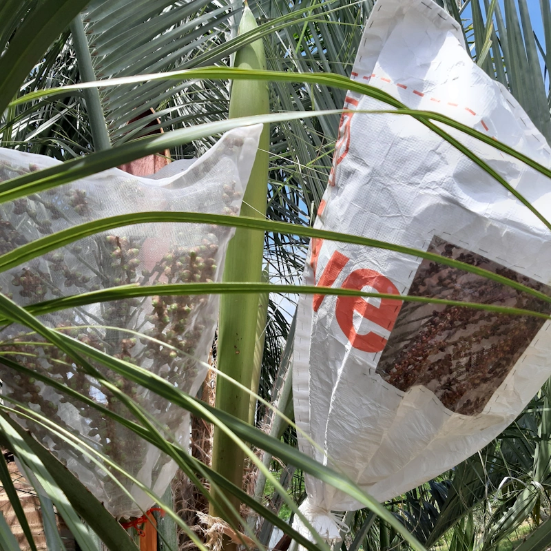 bolsas para evitar contaminacion con polen foraneo y anti insectos